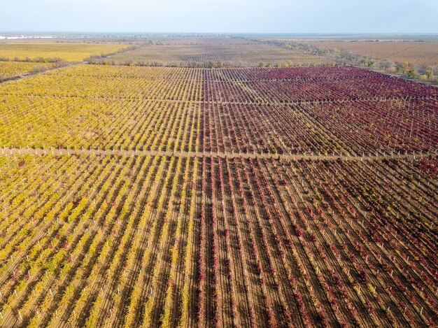 Dron de viñedo rojo disparó vista aérea desde arriba