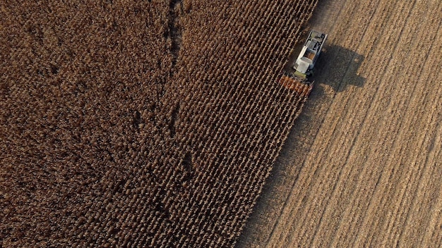 Drone aéreo ver vuelo sobre cosechadora que cosecha maíz seco en el campo