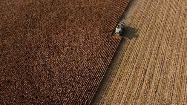 Drone aéreo ver vuelo sobre cosechadora que cosecha maíz seco en el campo