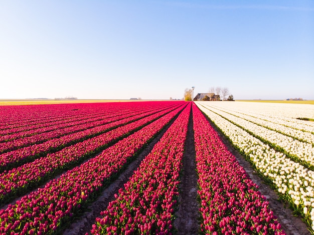 Drone aéreo volando sobre un hermoso campo de tulipanes de colores