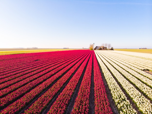 Drone aéreo volando sobre un hermoso campo de tulipanes de colores