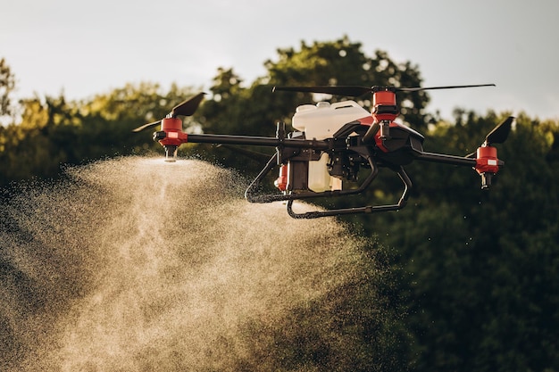 Drone agrícola voa para fertilizante pulverizado nos campos de milho doce