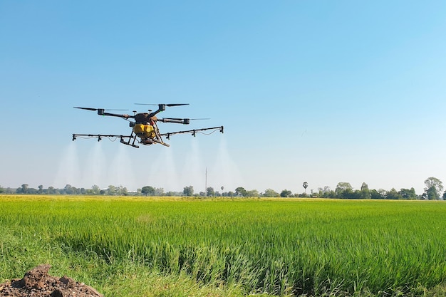 Drone agrícola voando injetando hormônios em campos de arroz