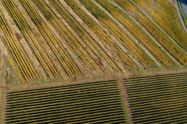 Drone de vinha tirou visão aérea de cima