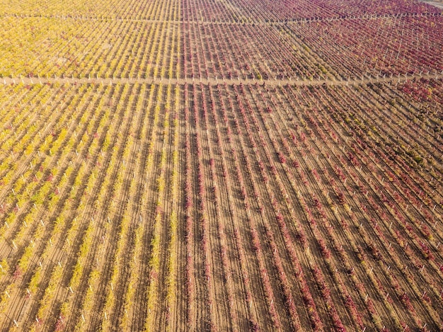 Drone de vinhas vermelhas e verdes atirou em vista aérea de cima