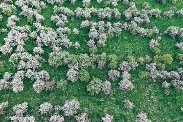 Drone de vista superior do jardim de flores de macieiras