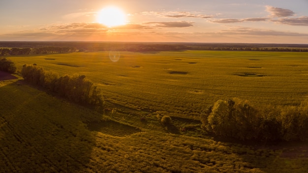 Drone punto de vista sobre el campo de colza en el campo