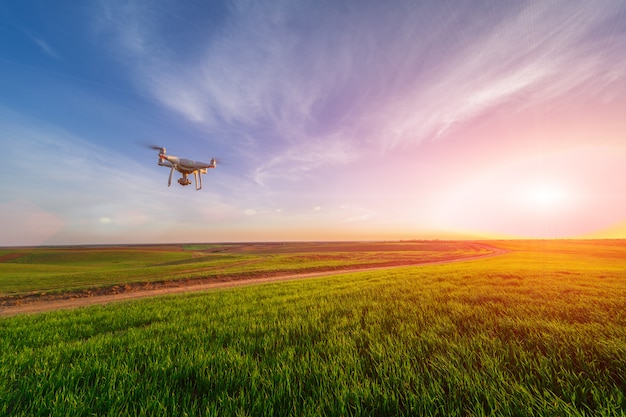 Drone quad copter en campo de maíz amarillo