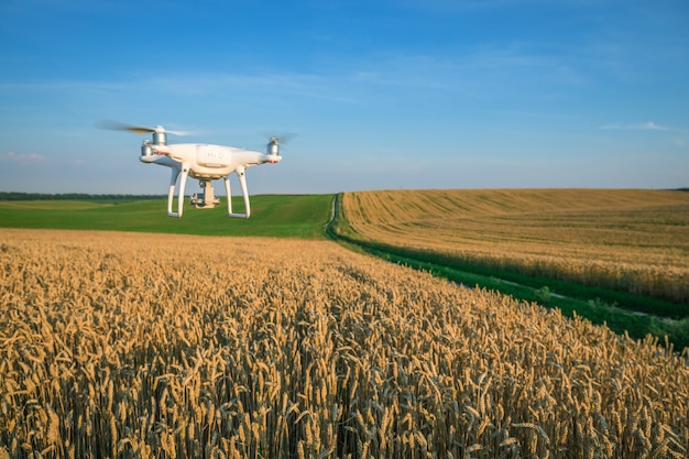 Drone quad copter en campo de maíz amarillo