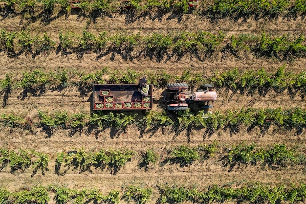 Drone ver foto de un tractor en un campo de viñedos