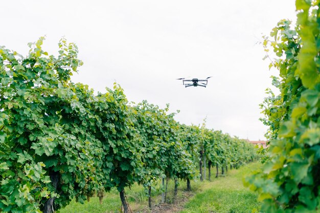 Drone en el viñedo uvas maduras de chardonnay colgando de la vid en el momento de la cosecha de la uva