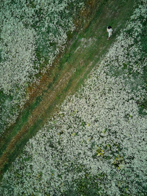 Drone vista aérea de mujer vestida caminando en prado florido de flores, en el campo, en el campo el día de verano en el prado, sentir la naturaleza, relajarse, viajar solo. Camara lenta.