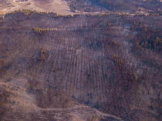 Drone vista del bosque quemado después del incendio