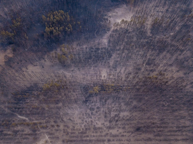 Drone vista del bosque quemado después del incendio