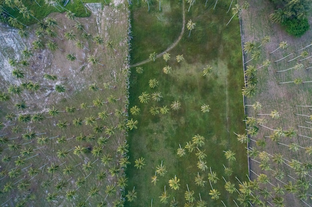 Drone vista de cocoteros