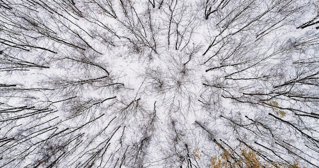 Foto drone vista da floresta inverno copas de árvores cobertura de terra branca com círculos de coroa nua clima frio bonito