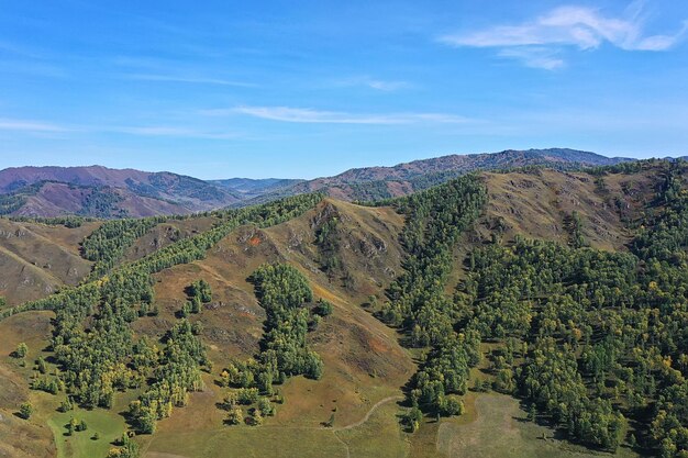 Drone de vista superior de bosque de verano, paisaje de panorama de árboles verdes de fondo