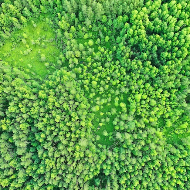 Drone de vista superior de bosque de verano, paisaje de panorama de árboles verdes de fondo