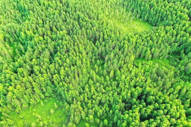 Drone de vista superior de bosque de verano, paisaje de panorama de árboles verdes de fondo