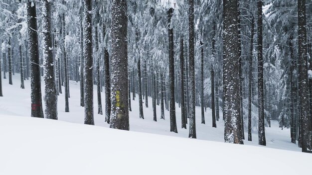 Drone volando a través de un bosque de abetos nevados en invierno