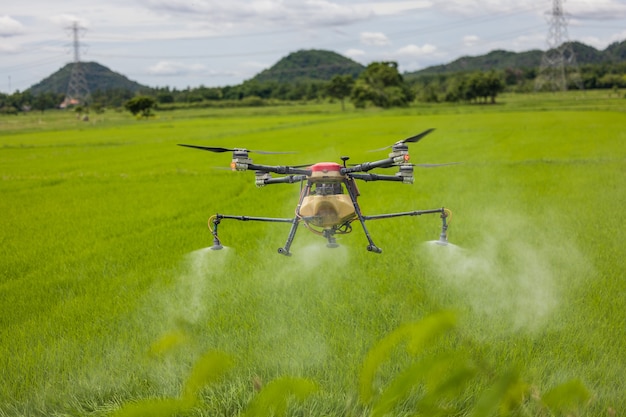 Drones agrícolas deslizam sobre campos de arroz, pulverizando fertilizantes. Os agricultores usaram um drone para pulverizar fertilizante nos campos de arroz. Conceito de tecnologia agrícola