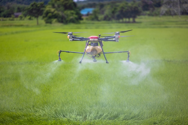 Drones agrícolas deslizam sobre campos de arroz, pulverizando fertilizantes. Os agricultores usaram um drone para pulverizar fertilizante nos campos de arroz. Conceito de tecnologia agrícola