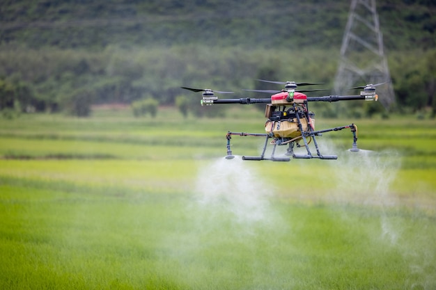 Drones agrícolas deslizam sobre campos de arroz, pulverizando fertilizantes. Os agricultores usaram um drone para pulverizar fertilizante nos campos de arroz. Conceito de tecnologia agrícola