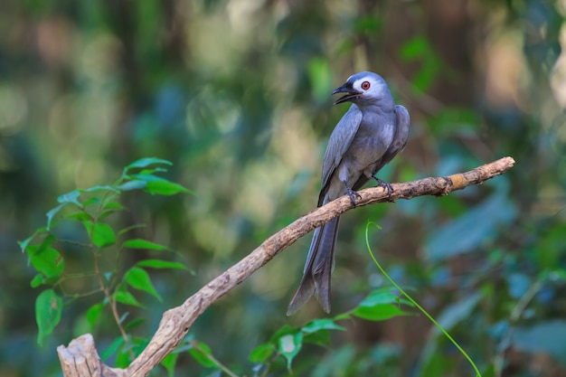 Drongo bela cinza (dicrurus leucophaeus)