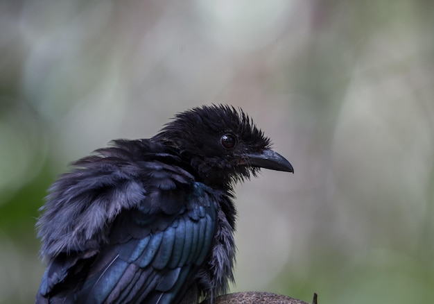 Drongo de cauda de raquete maior na árvore do galho