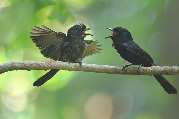 Foto drongo mobbing predador observação de pássaros