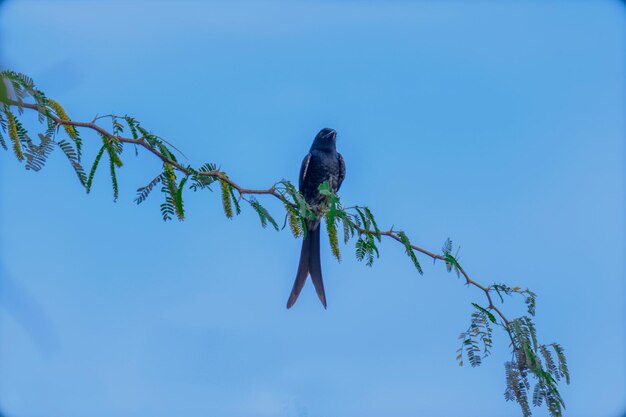 Drongo negro sentado en la rama de un árbol