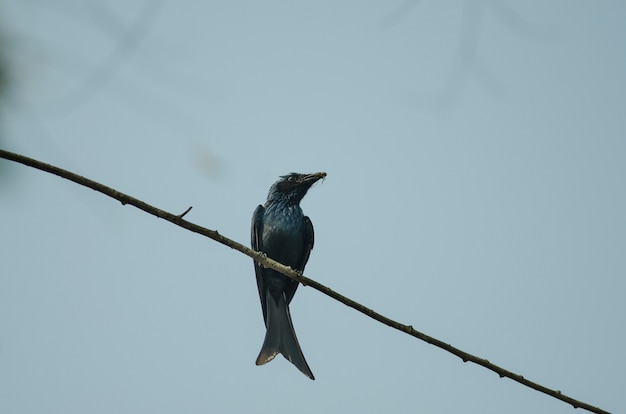 Drongo pájaro de bronce en la naturaleza