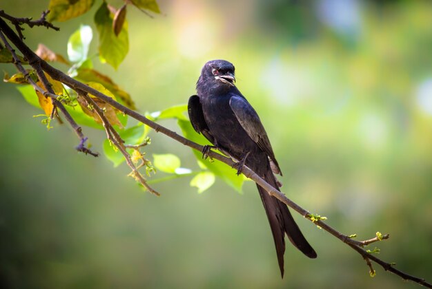 Drongo Preto