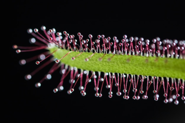 Drosera intermedia de cerca, drosera intermedia