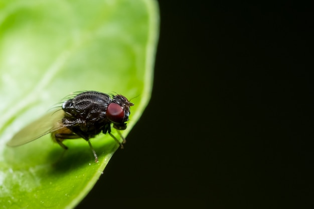 Drosophila auf dem Blatt