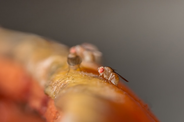 Drosophila macro