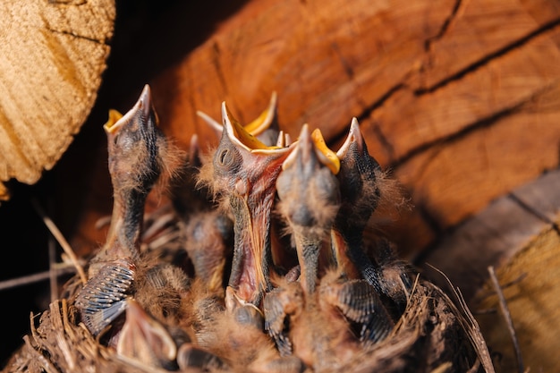 Drossel Nest. Vogelnest im Holzschuppen. Neugeborene Küken Amsel. Hungrige Küken schauen auf, öffnen ihre Schnäbel und weinen.