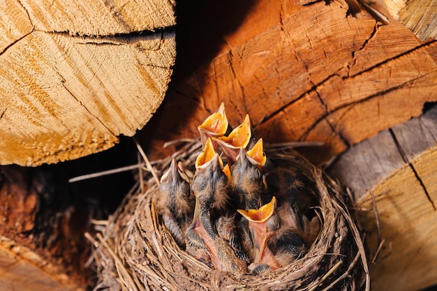 Drosselnest Vogelnest im Holzschuppen Neugeborene Küken Amsel Hungrige Küken schauen hoch und öffnen ihre Schnäbel und weinen