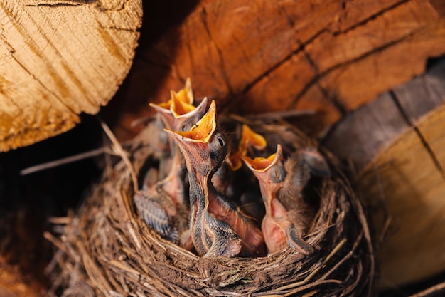 Drosselnest Vogelnest im Holzschuppen Neugeborene Küken Amsel Hungrige Küken schauen hoch und öffnen ihre Schnäbel und weinen