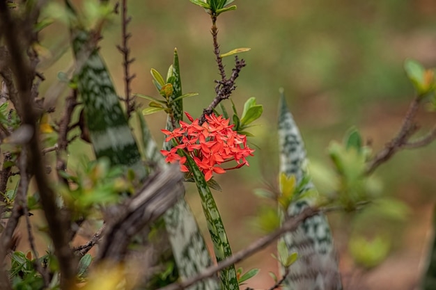Dschungel-Flammen-Pflanzenblume