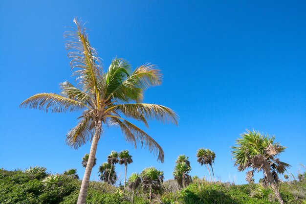 Dschungel mit Palmen und Himmel