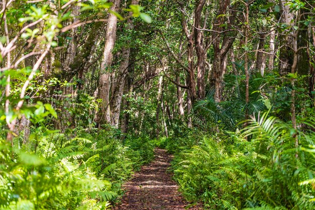 Dschungelwald mit Wanderweg und Wildtieren an einem klaren sonnigen Tag auf der Insel Sansibar Tansania Afrika