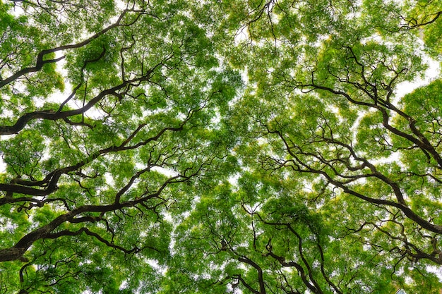 Foto dschungelwald und dickicht von tropischen pflanzen und bäumen mit grünem laub auf den kronen natürlicher grüner hintergrund