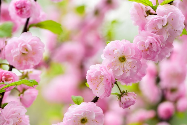 Du bist so schön, Sakura, blühender Baum, natürlicher Blumenhintergrund, schöne Frühlingsblumen, rosafarbene Baumblume, neues Leben, Beginn der Natur, Wachstum und Aufwachen, Frauentag, Muttertag, Urlaub