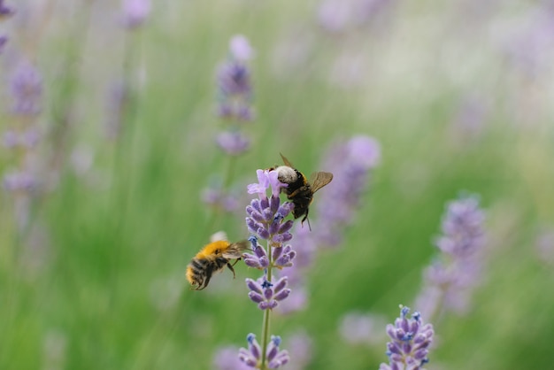 Duas abelhas voam perto de uma flor de lavanda em um campo