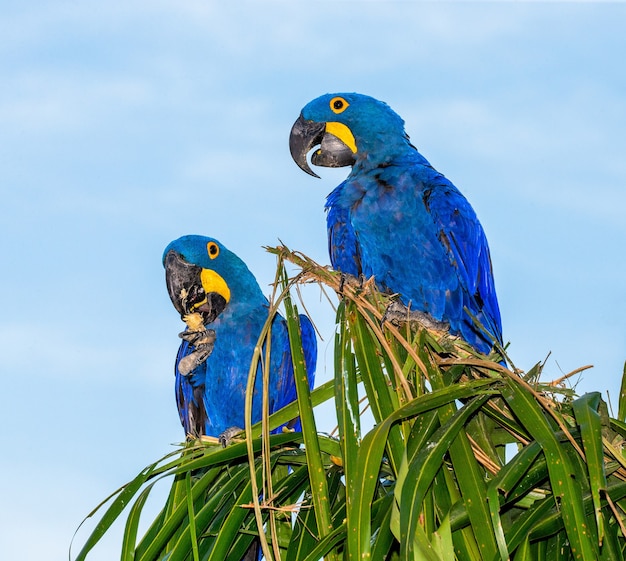 Duas araras azuis sentadas em uma palmeira comendo nozes