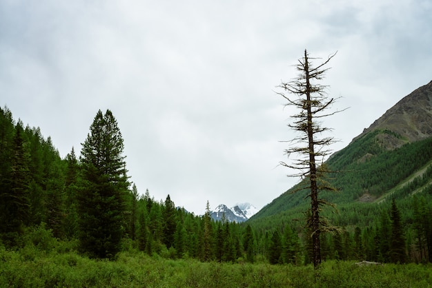 Duas árvores coníferas na paisagem de montanha