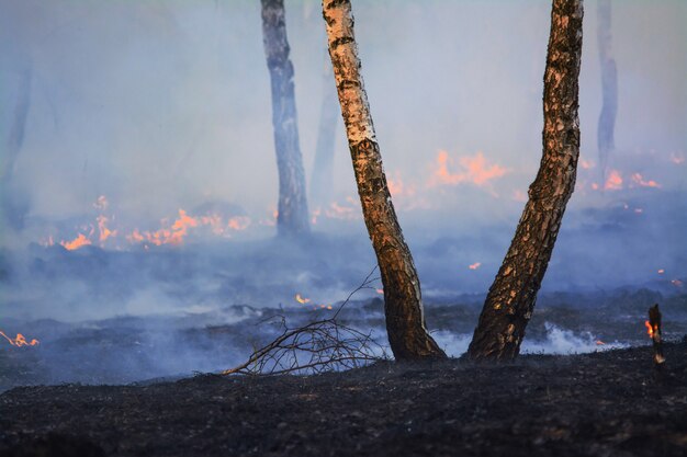 Duas árvores de vidoeiro solitário na floresta após incêndio florestal