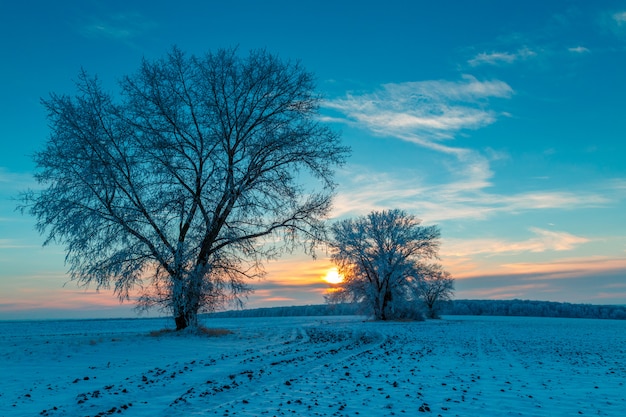 Duas árvores em um campo de inverno. Amanhecer gelado.