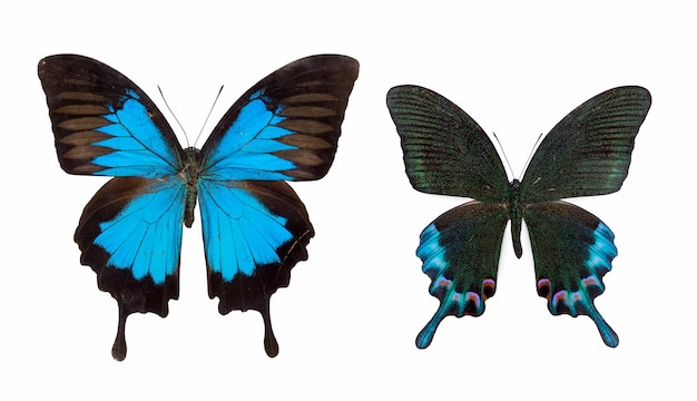 Duas borboletas papilio blumei isoladas em branco com traçado de recorte